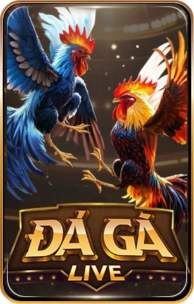 đá gà live
